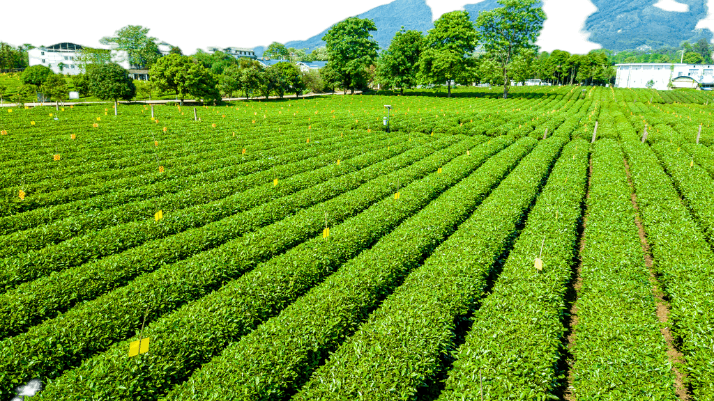 打造視覺(jué)盛宴 原創(chuàng)茶園航拍免摳元素，賦能農(nóng)副產(chǎn)品品牌升級(jí)與銷售