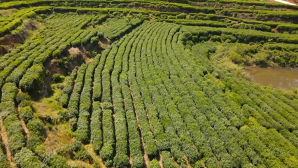 英山云霧茶榮獲國(guó)家地標(biāo)產(chǎn)品保護(hù)示范區(qū)授牌，助推茶葉產(chǎn)業(yè)高質(zhì)量發(fā)展