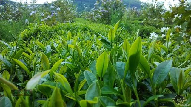 清遠擎畫茶業藍圖 英德紅茶劍指“中國紅茶第一品牌”，百萬畝產區蓄勢待發