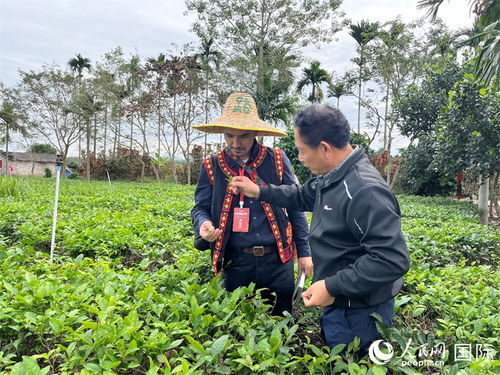 隕石坑旁茶飄香 白沙有機(jī)茶引領(lǐng)茶旅融合新賽道